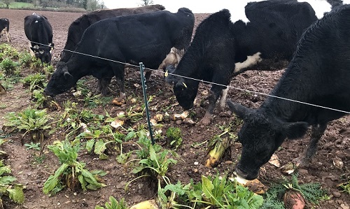 Bicton College dairy cows tuck into a fresh allocation of fodder beet